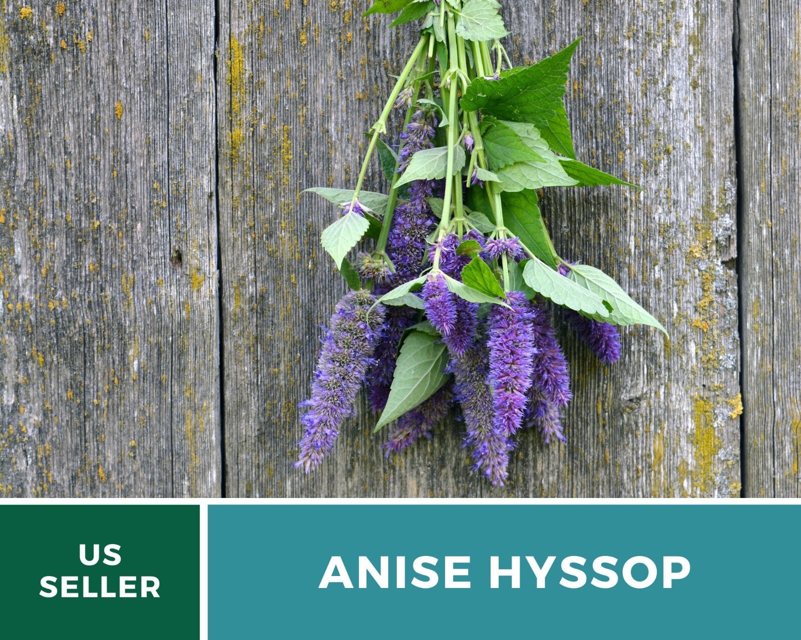 Hyssop, Anise – 200 Seeds – Culinary & Medicinal Herb – Agastache foeniculum