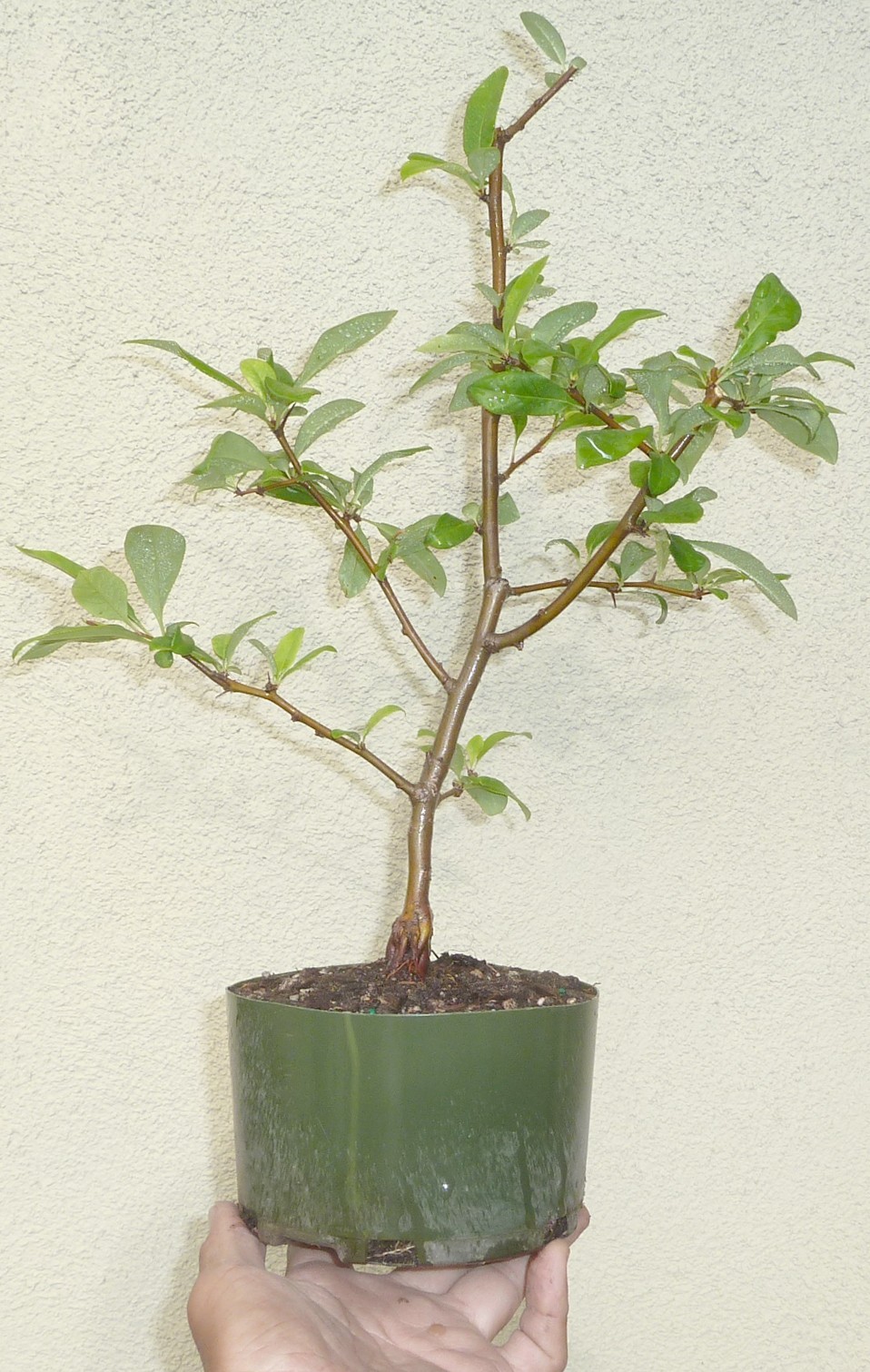 Chaenomeles Spitfire Japanese Flowering Quince Pre Bonsai Dwarf Shohin Flowers