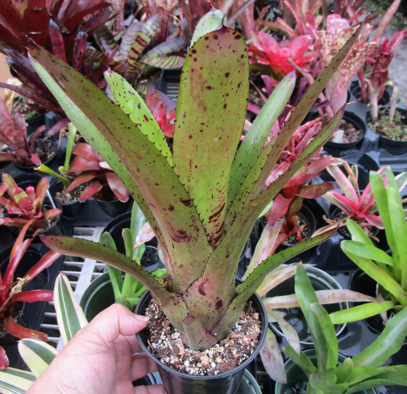 BUY 4 SAVE 15% BROMELIAD Neoregelia DIVERSIFICATION Offset – A Rainbow Hybrid