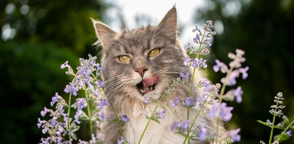 500 CATNIP SEEDS NON – GMO FRESH GARDEN HARVEST HERBS