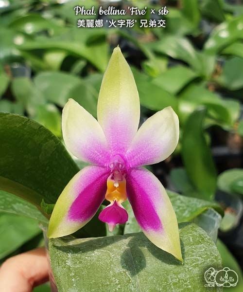 Phalaenopsis bellina ‘Fire’ x sib [IN SPIKE]
