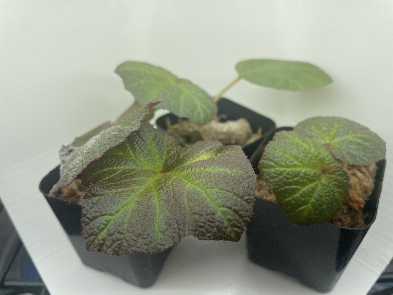 Hybrid Begonia ‘Pig Skin’ 2 Inch Pot (Gets Huge!) [Non Exact]