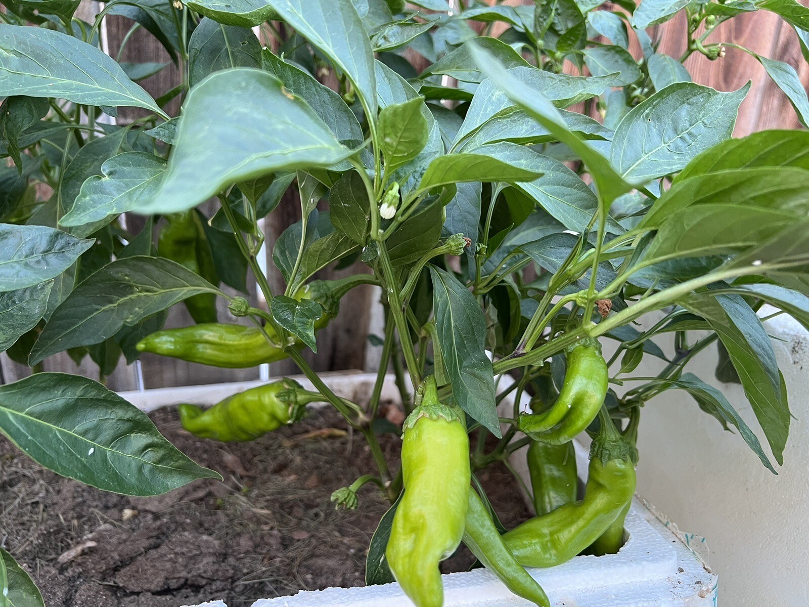 30+ Oriental Horn Hot Pepper Seeds 牛角椒种子2022年新种子
