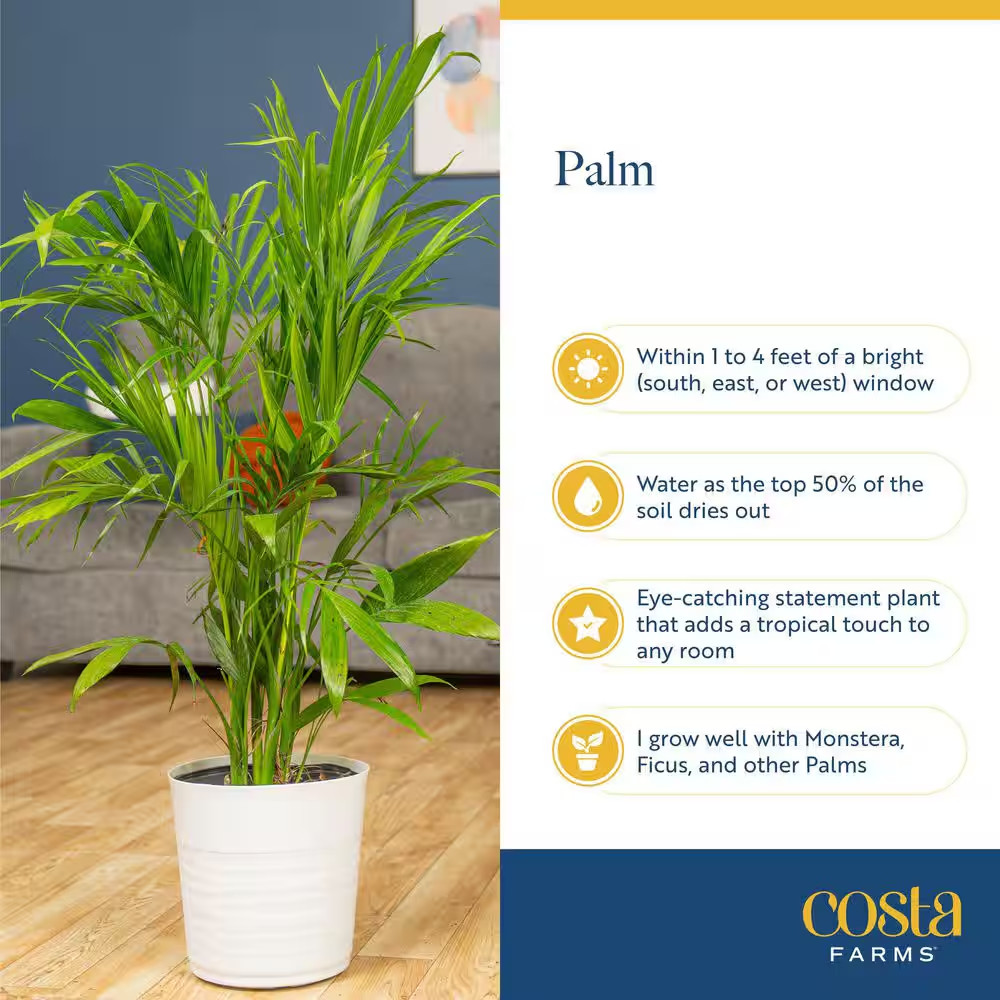 Bamboo Palm, Chamaedorea Seifrizi Plant in 10 In. Grower’S Pot, Avg. Shipping He