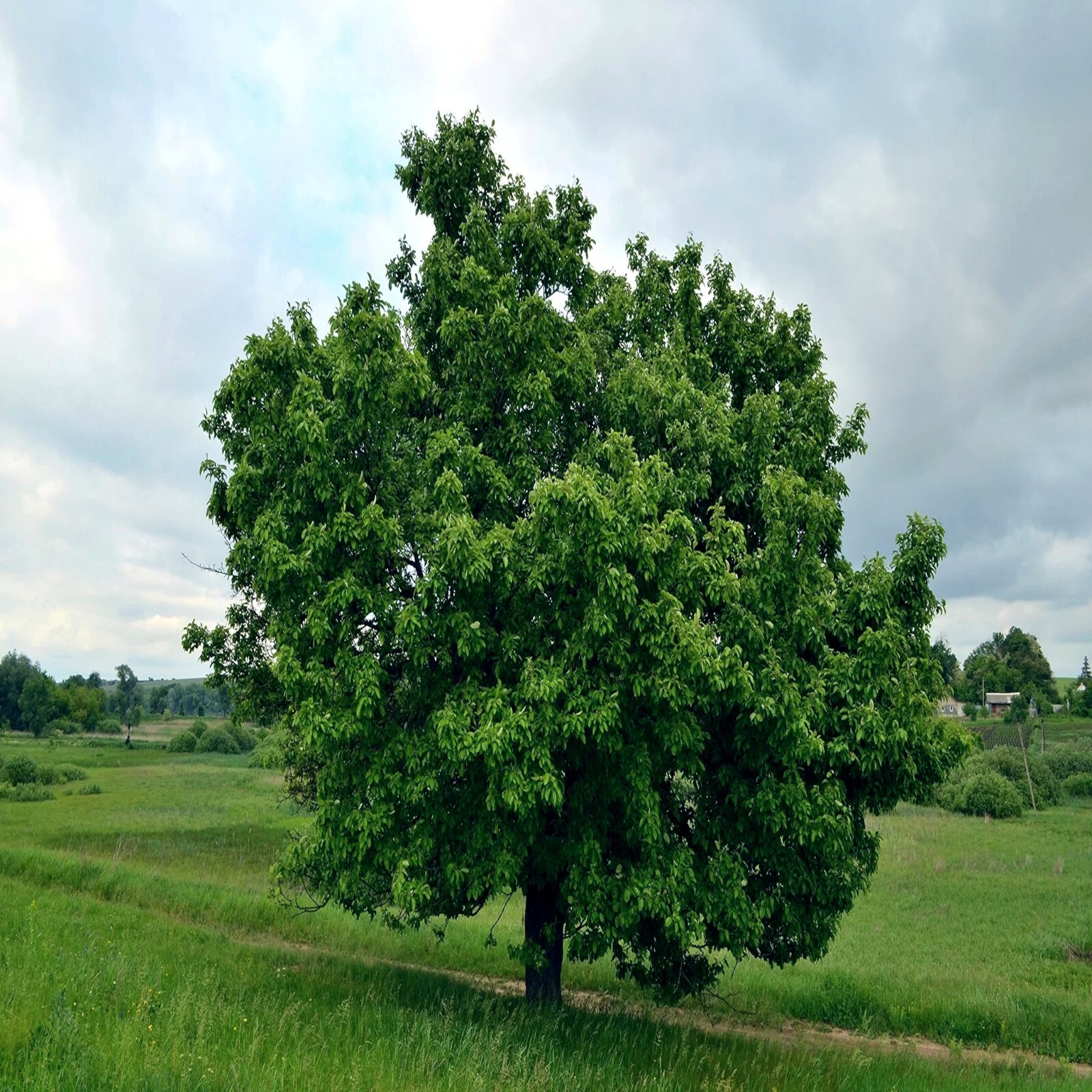 EUROPEAN PEAR TREE SEEDS (Pyrus Communis) Fast Hardy Fruit Flower Garden Plant