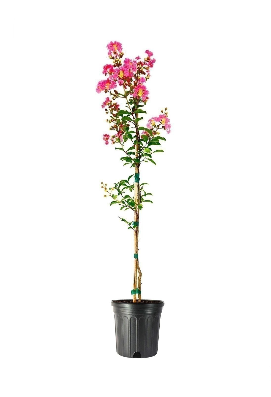 Crape Myrtle Tuscarora Plant | 1 Gallon | Lagerstroemia indica | Summer Blooms