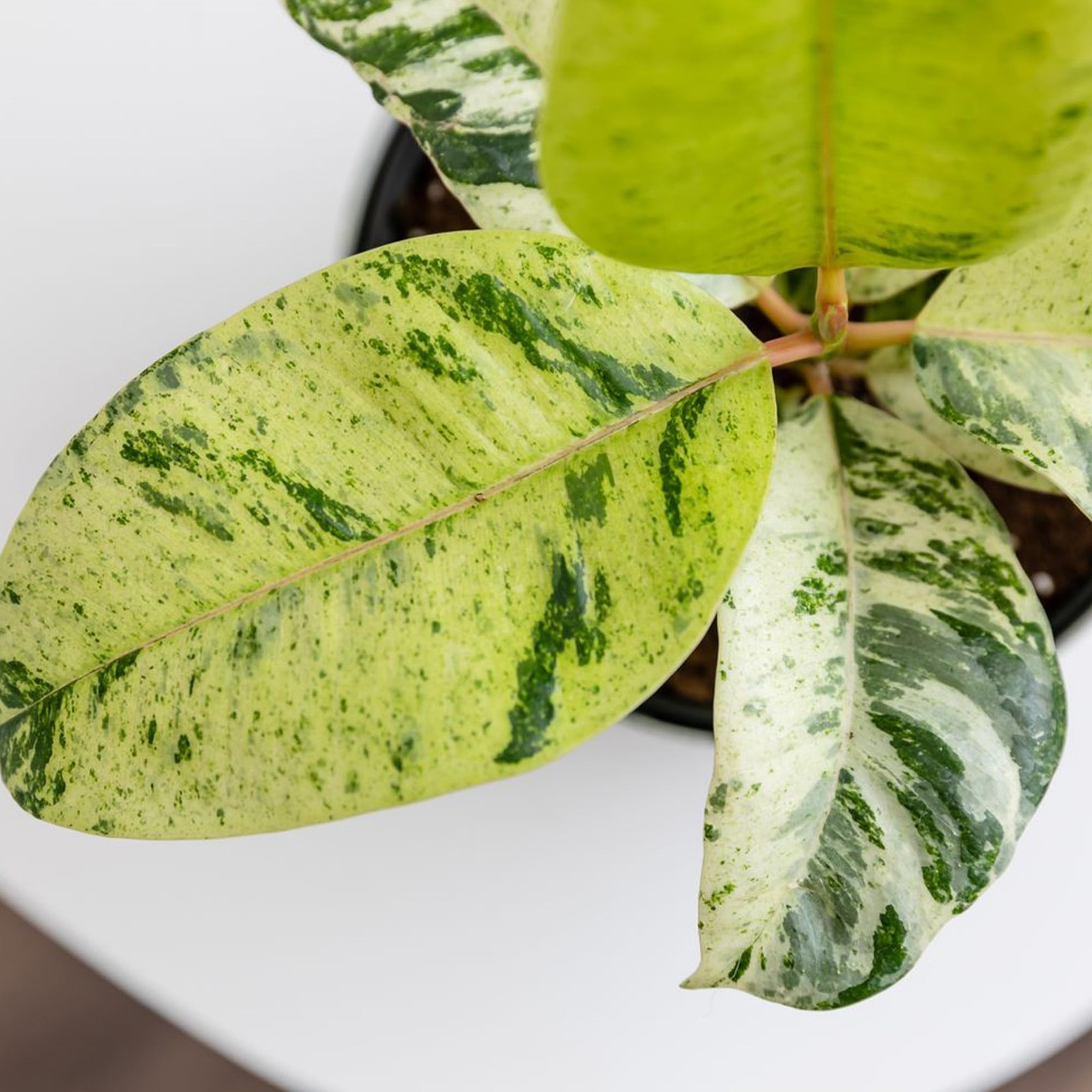 Ficus Shivereana Moonshine Rare Rubber Trees Unique Live Houseplant Decor In 6