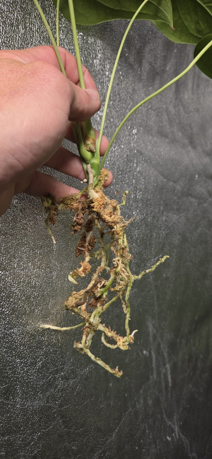 Anthurium umbrosum BL3