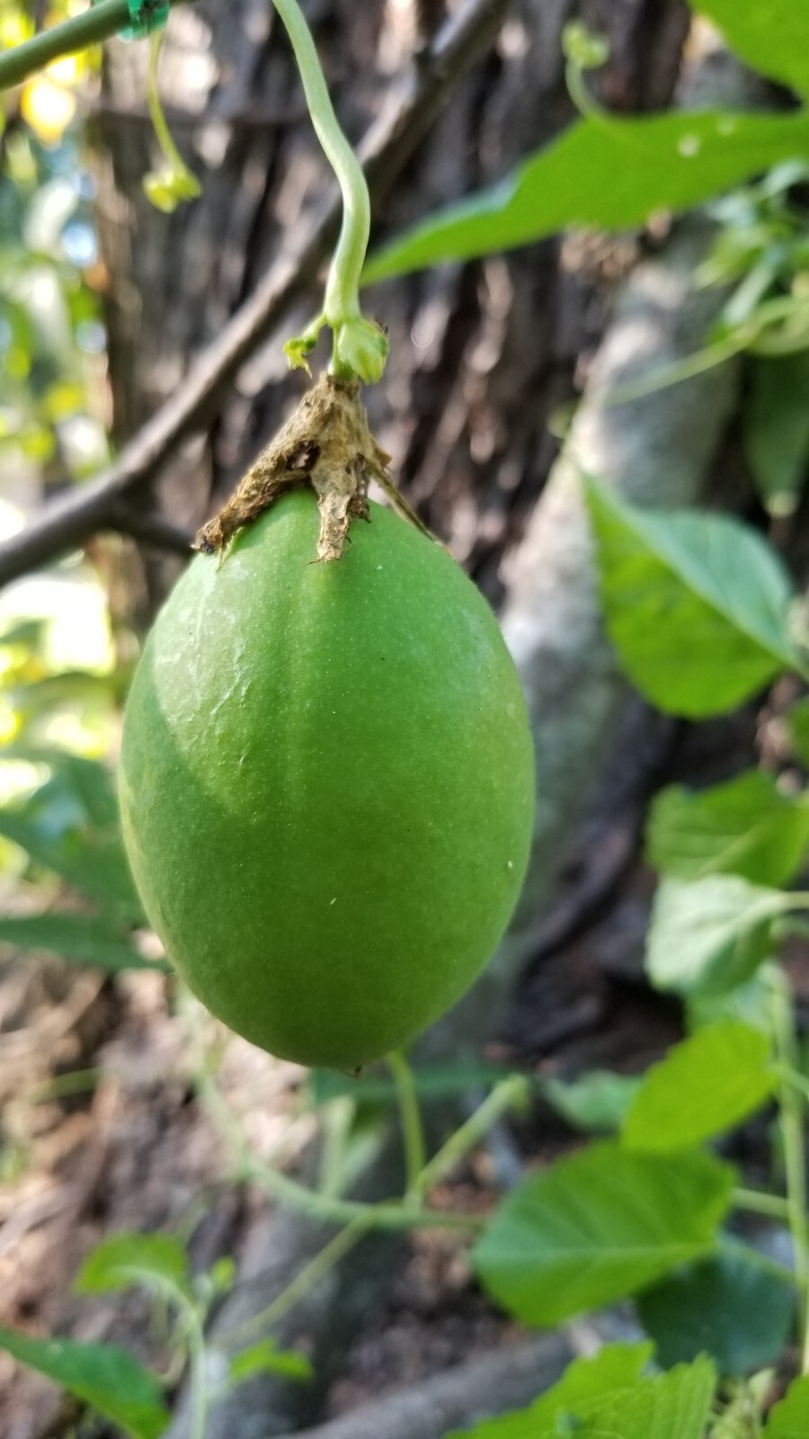 passion flower live plant/Maypop (buy one get one free for good measure)