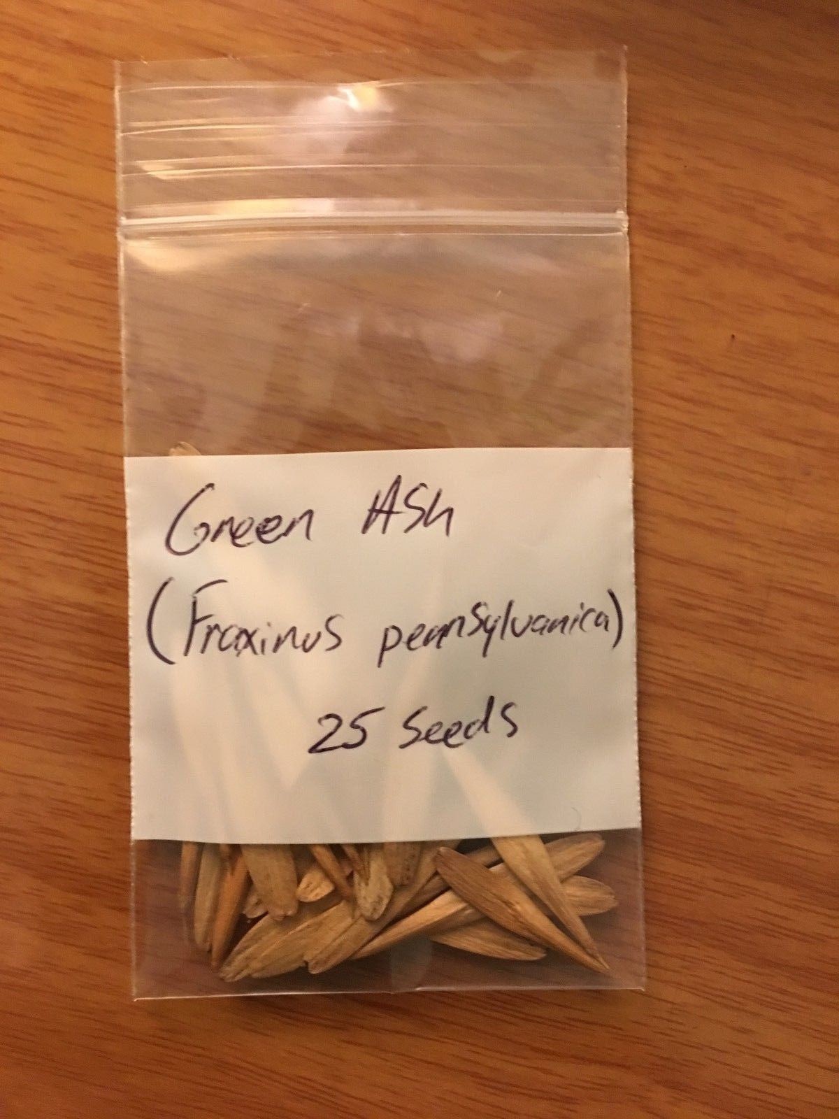 Green Ash Tree Seeds (Fraxinus Pennsylvanica), 25 seeds