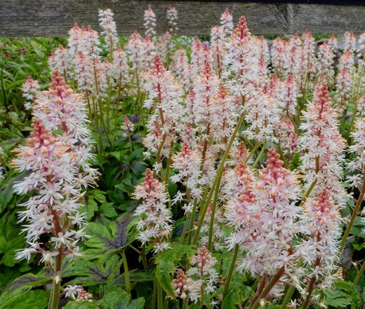 FOAMFLOWER Tiarella Wherryi – 250 Bulk Seeds