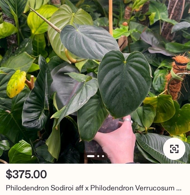 Rare Philodendron Sodiroi Aff X Verrucosum 21″ Tall Not Monstera Anthurium Aroid