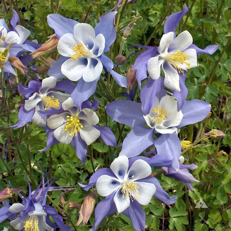 Blue Rocky Mountain Columbine Seeds 300+ Flower Aquilegia Caerulea USA FREE S&H