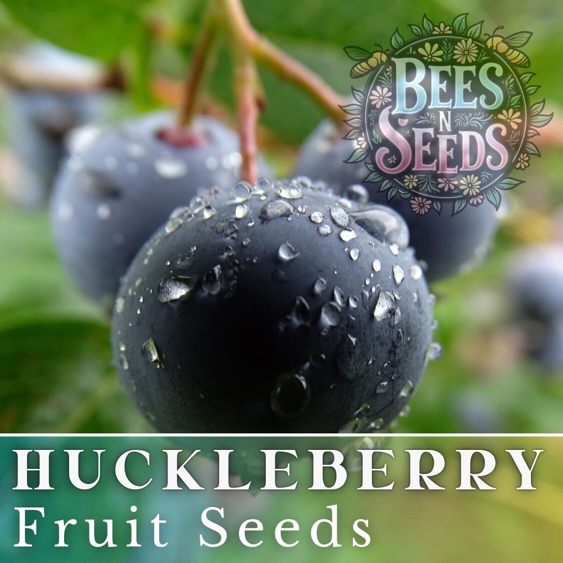 Dusk Huckleberry Seeds 125, 300 or 500 Seeds Flower, Flower Seeds, Non GMO