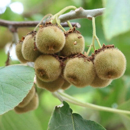 Kiwi Plant Jenny Actinidia Deliciosa Hybrid Fruiting Tree 6-8 Inch Tall 4″ Pot