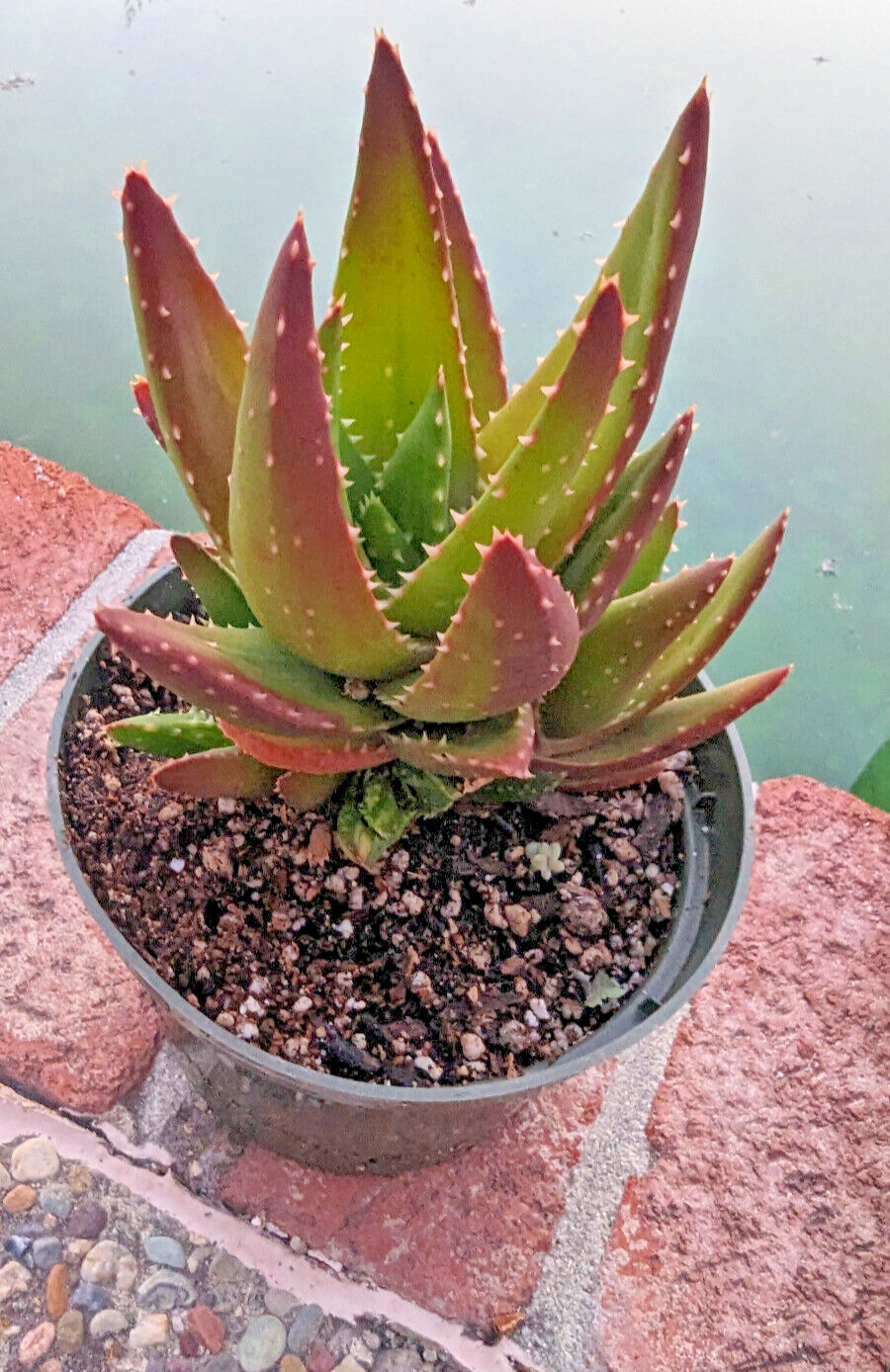 ALOE NOBILIS – GOLDEN TOOTHED ALOE – 6″ PLANT – MATURE SPECIMEN
