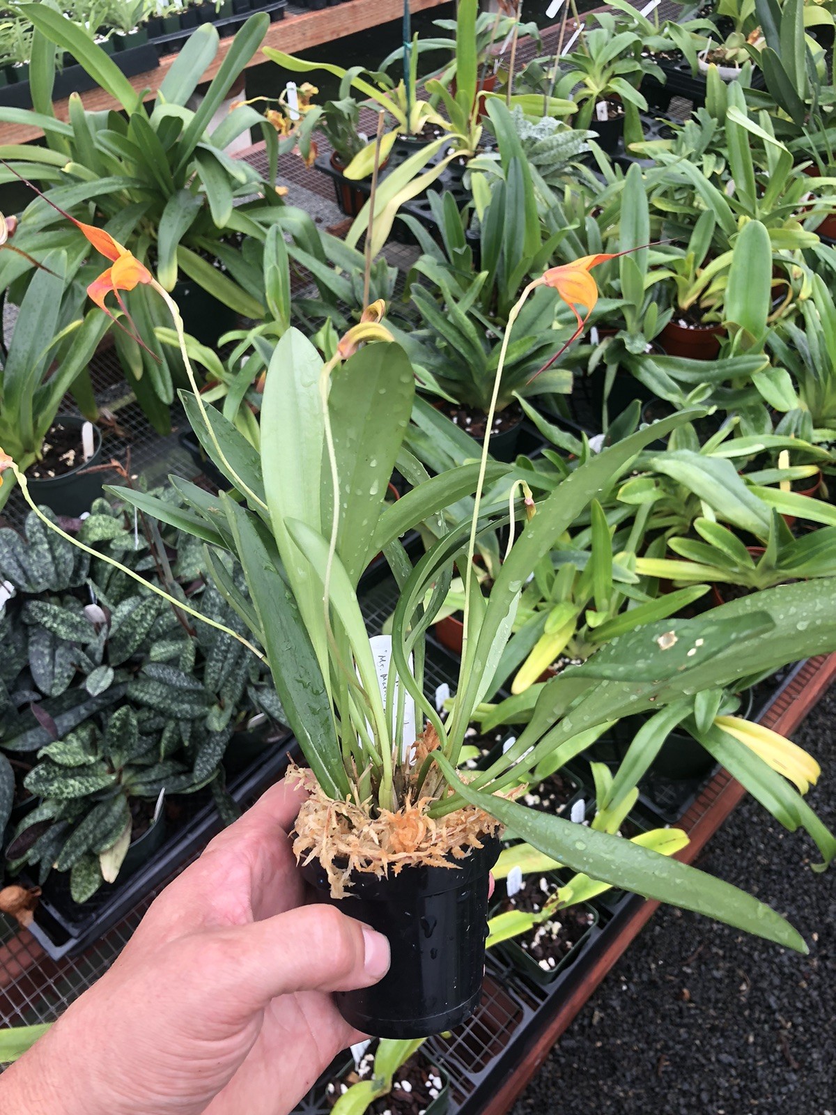 Masdevallia Copper Angel ‘Mr. Mathis’ AM/AOS Prolific Easy Grower
