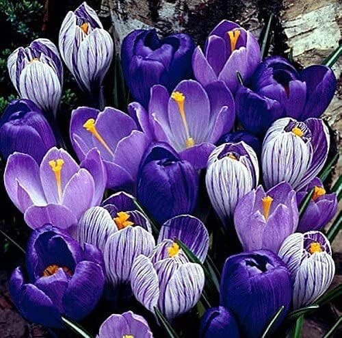 Blue Moon Crocus Mix Vibrant Purple and Blue Blooms 10 Large Bulbs to Grow