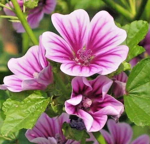 ZEBRA MALLOW 100 SEEDS, WHITE, ZEBRA STRIPED FLOWERS, HARDY, MALVA SYLVESTRIS