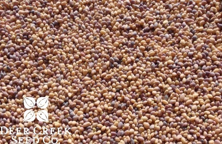Deer Creek Seed Co. Dutch white clover seed (Pre-inoculated & Coated)