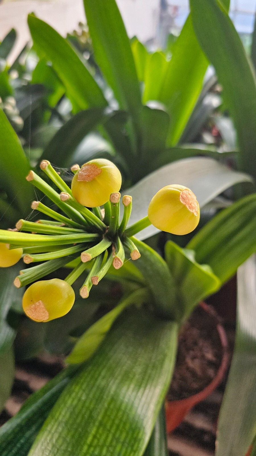Clivia Miniata, Bush Lily, Orange Flowers, Ready to Plant, Live Evergreen, Rare