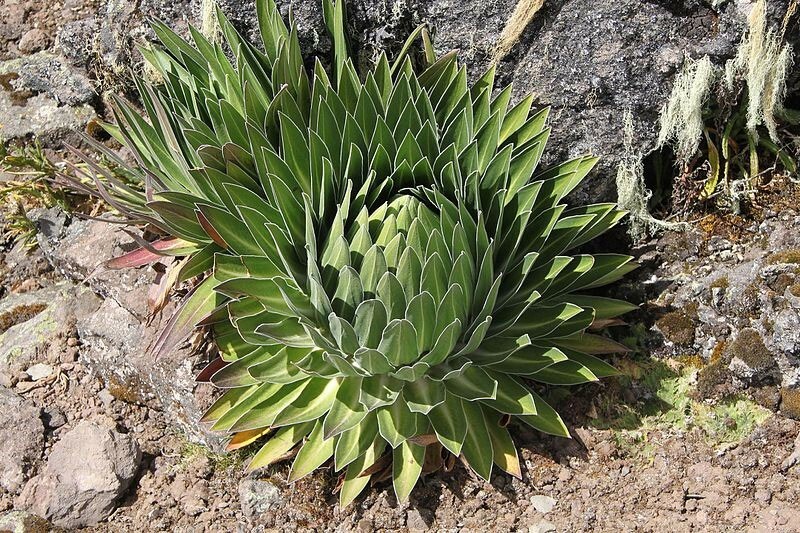 Lobelia telekii | Giant Lobelia | 50_Seeds