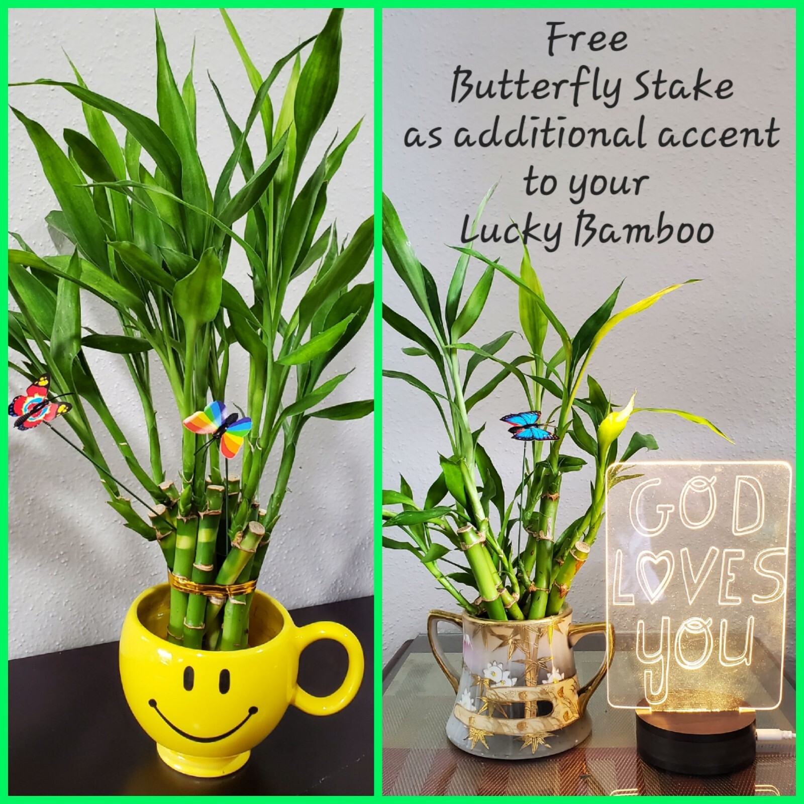 5 Lucky Bamboo FREE Butterfly Stake 🦋 4 inches Rooted Plants, Just Add Water