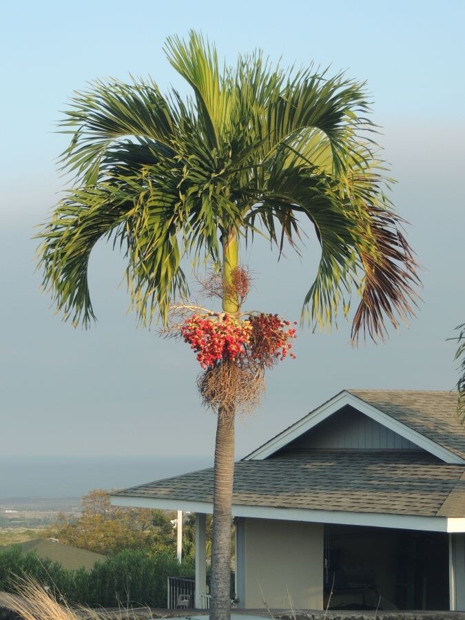 Live MATURE 1 ft tall : Bare root : Adonidia Merrillii Christmas Palm Tropical