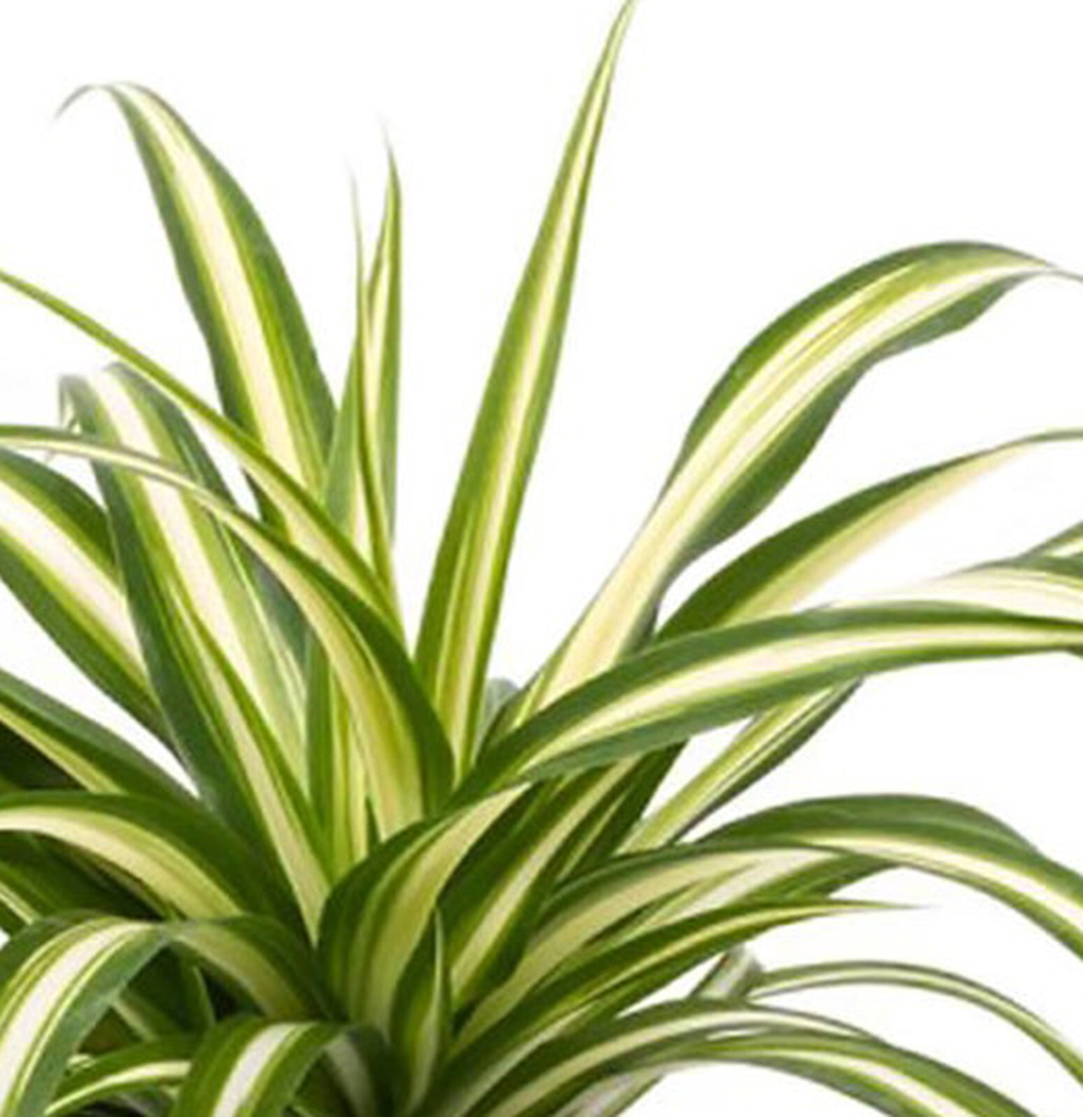 Spider Plant 10″ Height