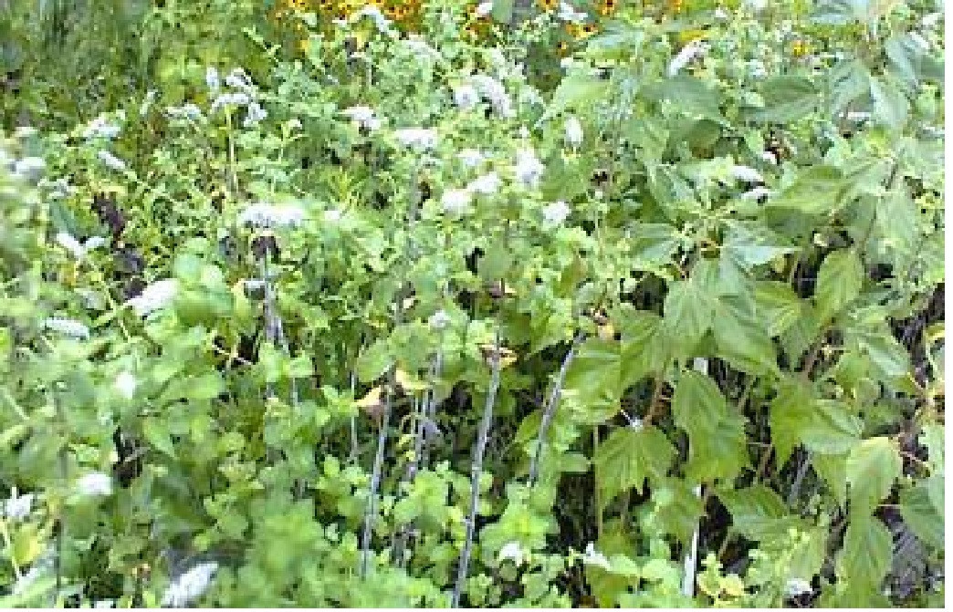 Apple Mint Herb Sweet Smelling Mint Over 50 Seeds USA Seller
