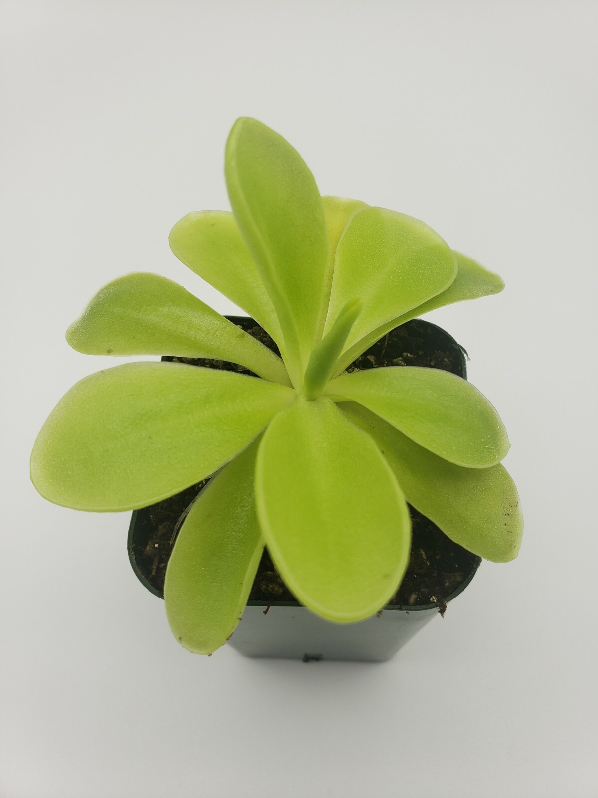 Pinguicula gigantea x ‘Huahuapan’ (Butterworts) carnivorous plant