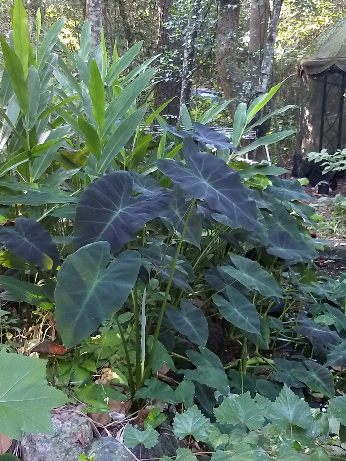 5 Colocasia ‘Black Beauty’ PLANTS (Not Little Starter Plants) Elephant Ear