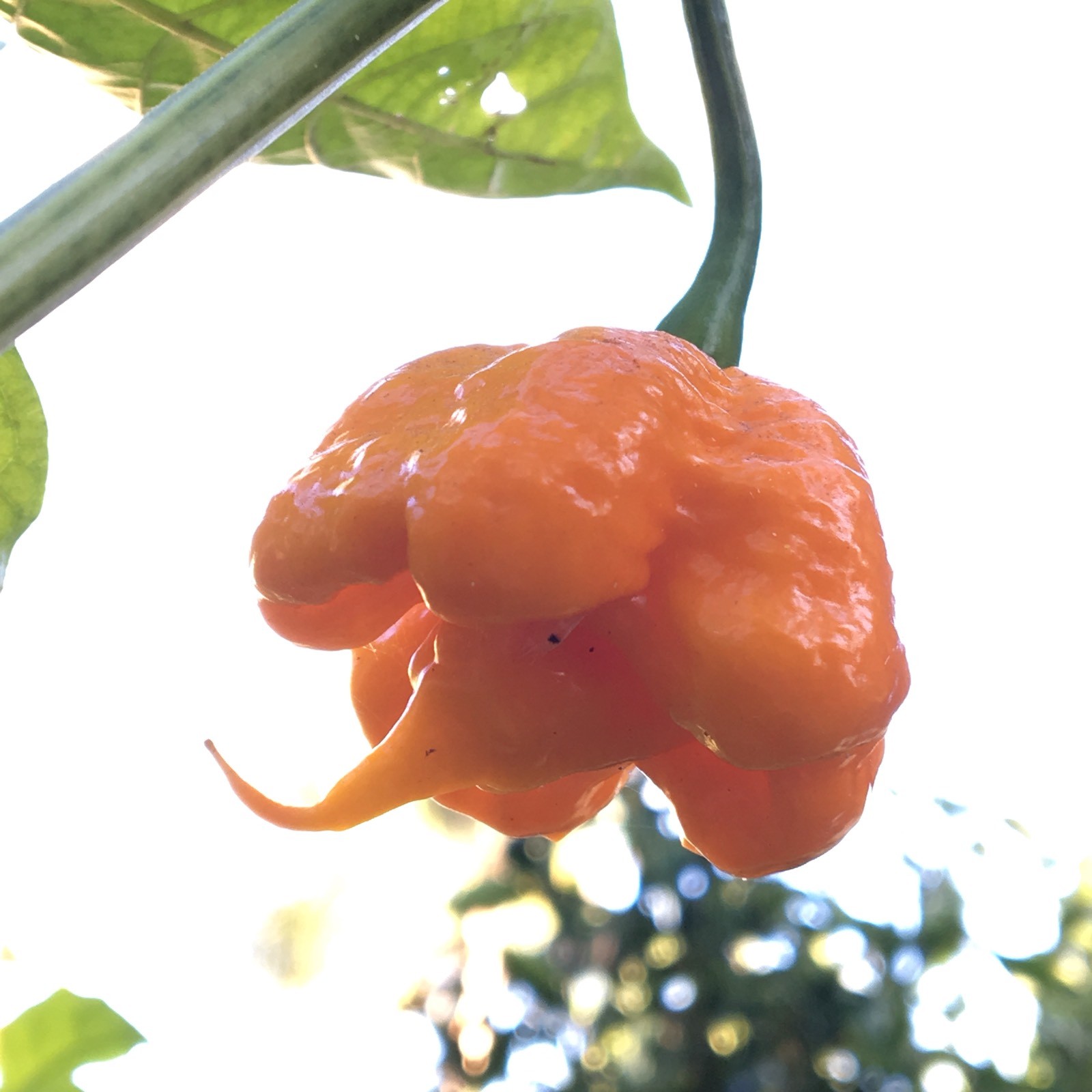 10+ Yellow 7 Pot Primo Pepper Seeds (hot chili, chile) | Hotter than Ghost