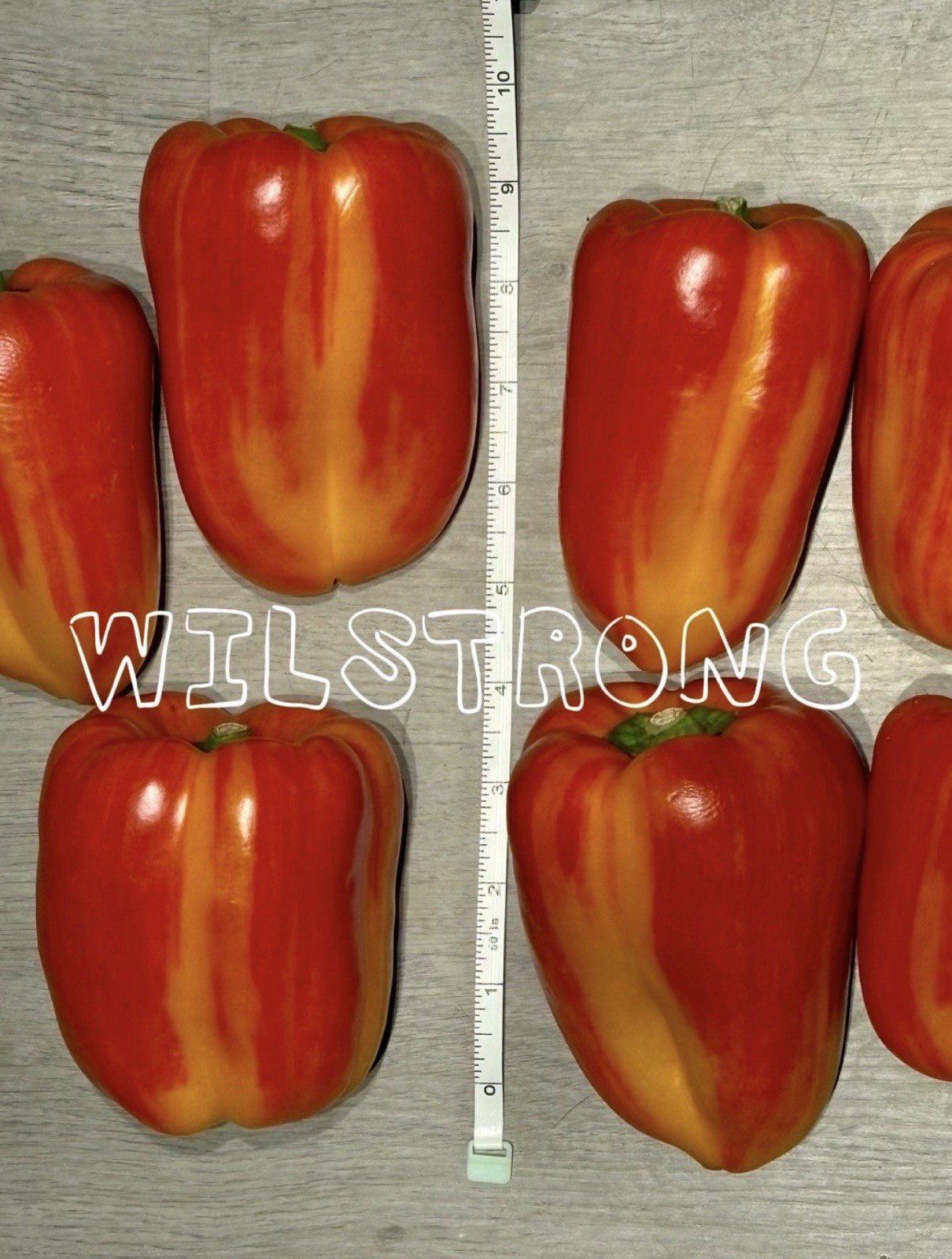 ALOHA BELL PEPPER SEEDS! 100+ SEEDS