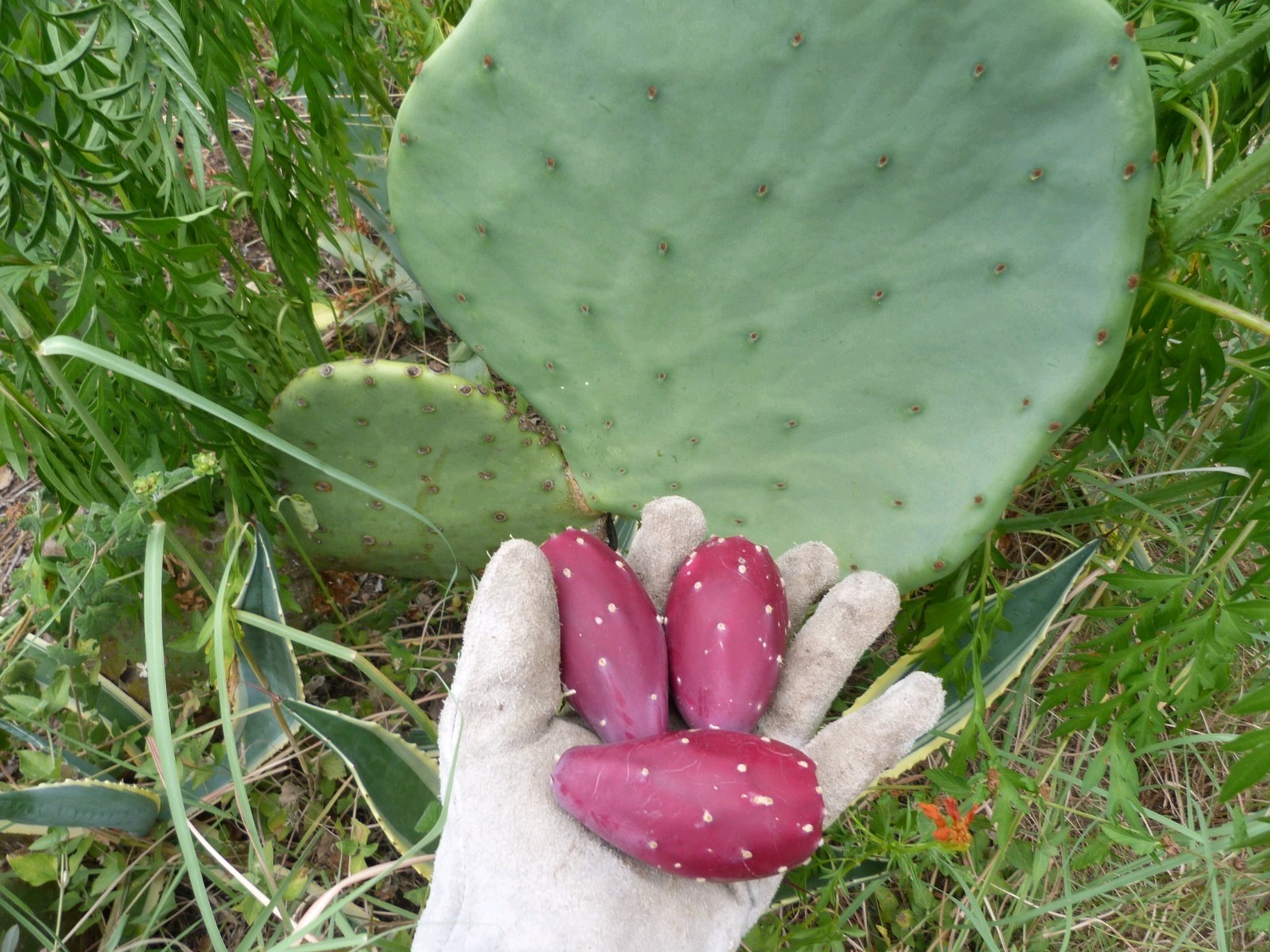 Cactus tunero sin espinas de Nuevo México, USA tunas comestibles Zone 7b Nopal