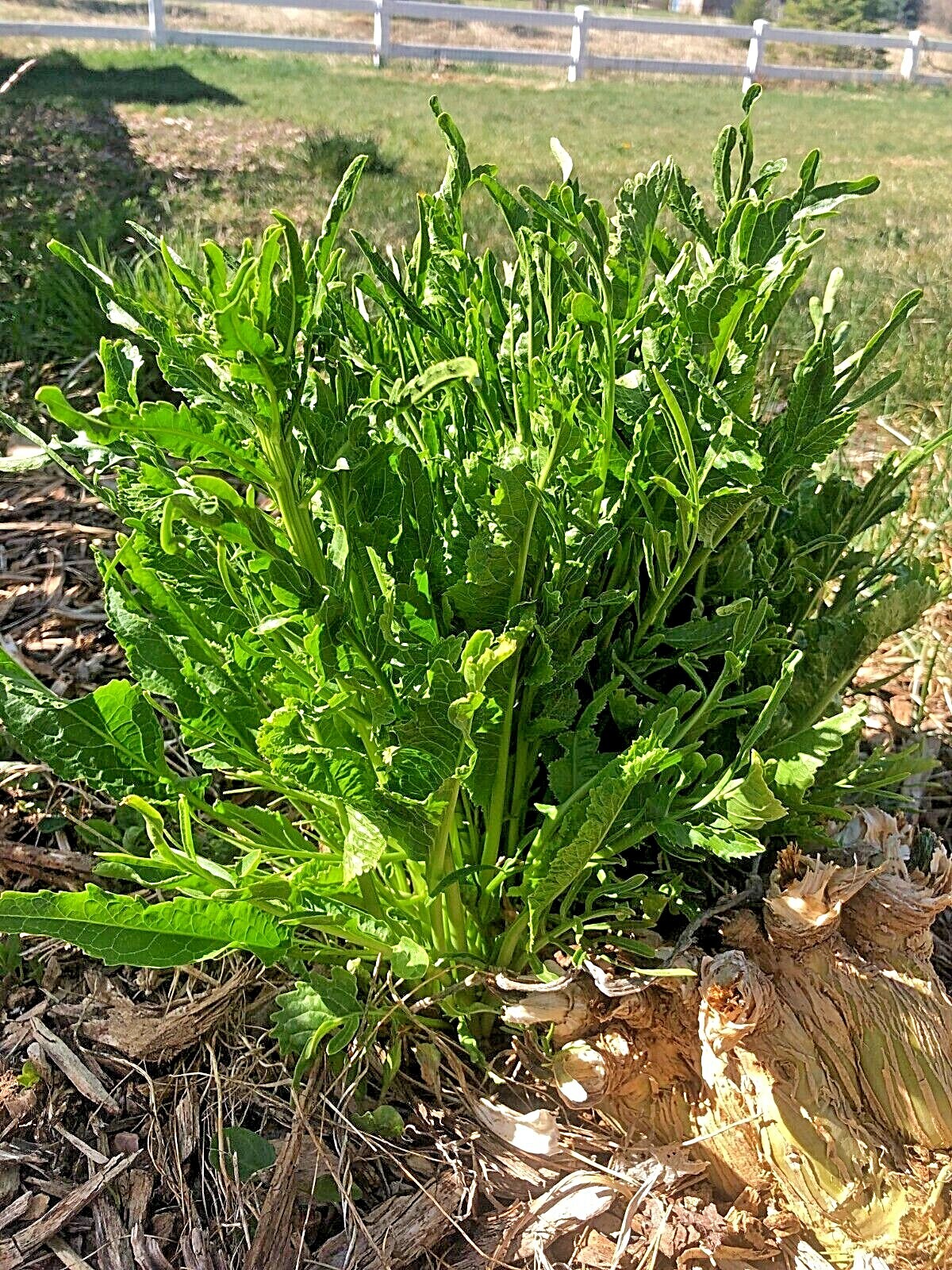 Organic Horseradish – Maliner Kren – Armoracia rusticana – Crowns and Roots