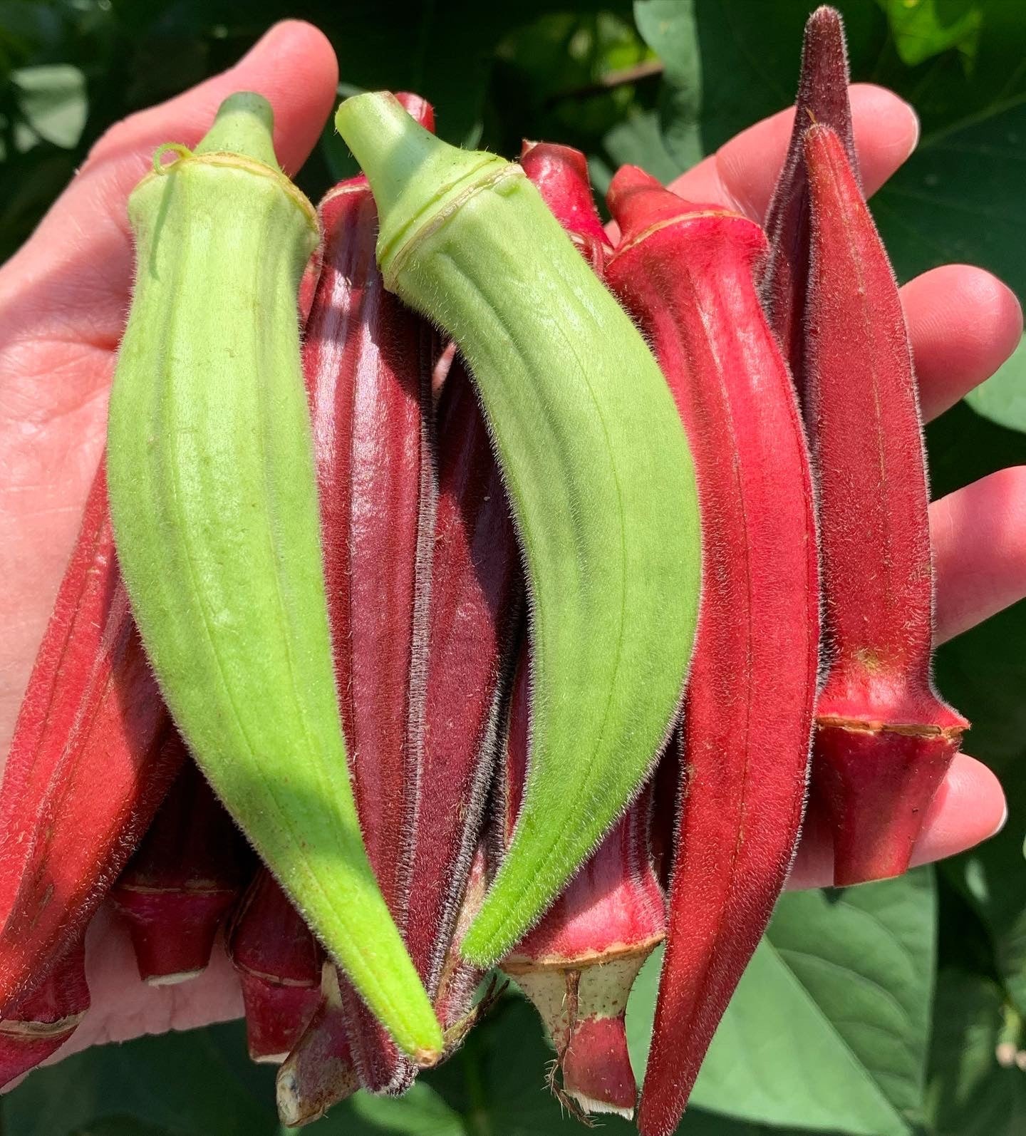 Burgundy Red Okra Seeds | Clemson Spineless Pink Fire Candle Vegetable Seed 2024