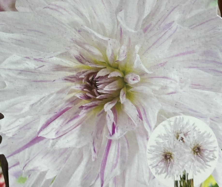Dahlia MOM’S SPECIAL 1 Live Flower Plant Bulb Tubers WHITE PURPLE SPLASHES