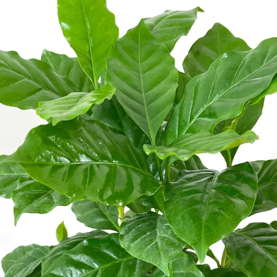 American Plant Exchange Arabica Coffee Live Plant 4-Inch Pot Fruiting Indoor