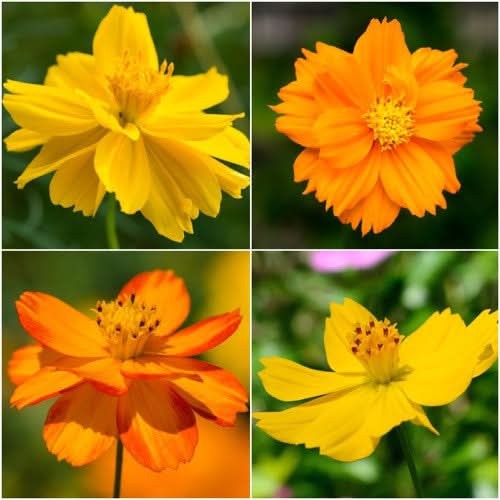 Bright Lights Cosmos Seeds For Planting (Cosmos sulphureus)