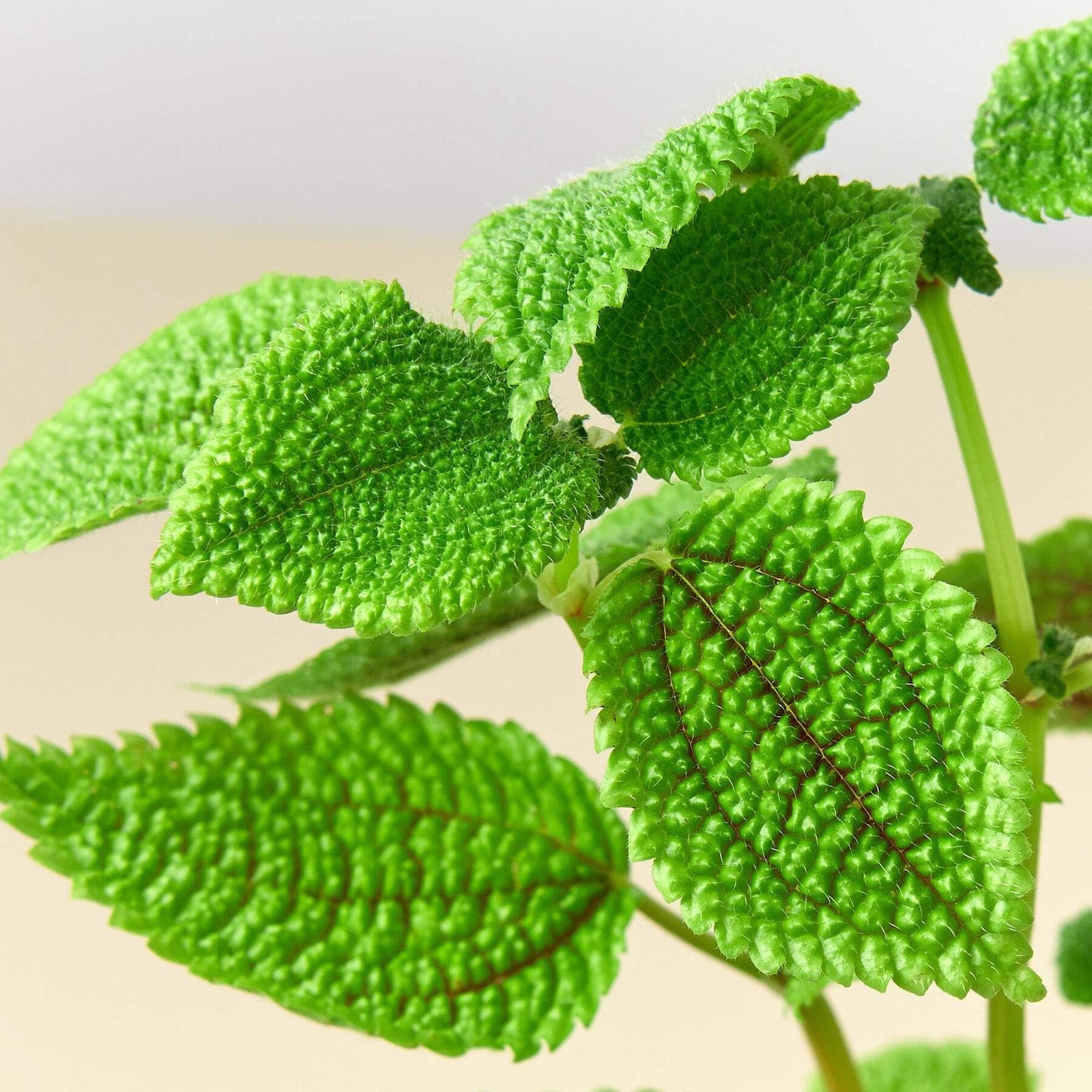 Pilea ‘Moon Valley’ | Live Plant for Indoor & Outdoor