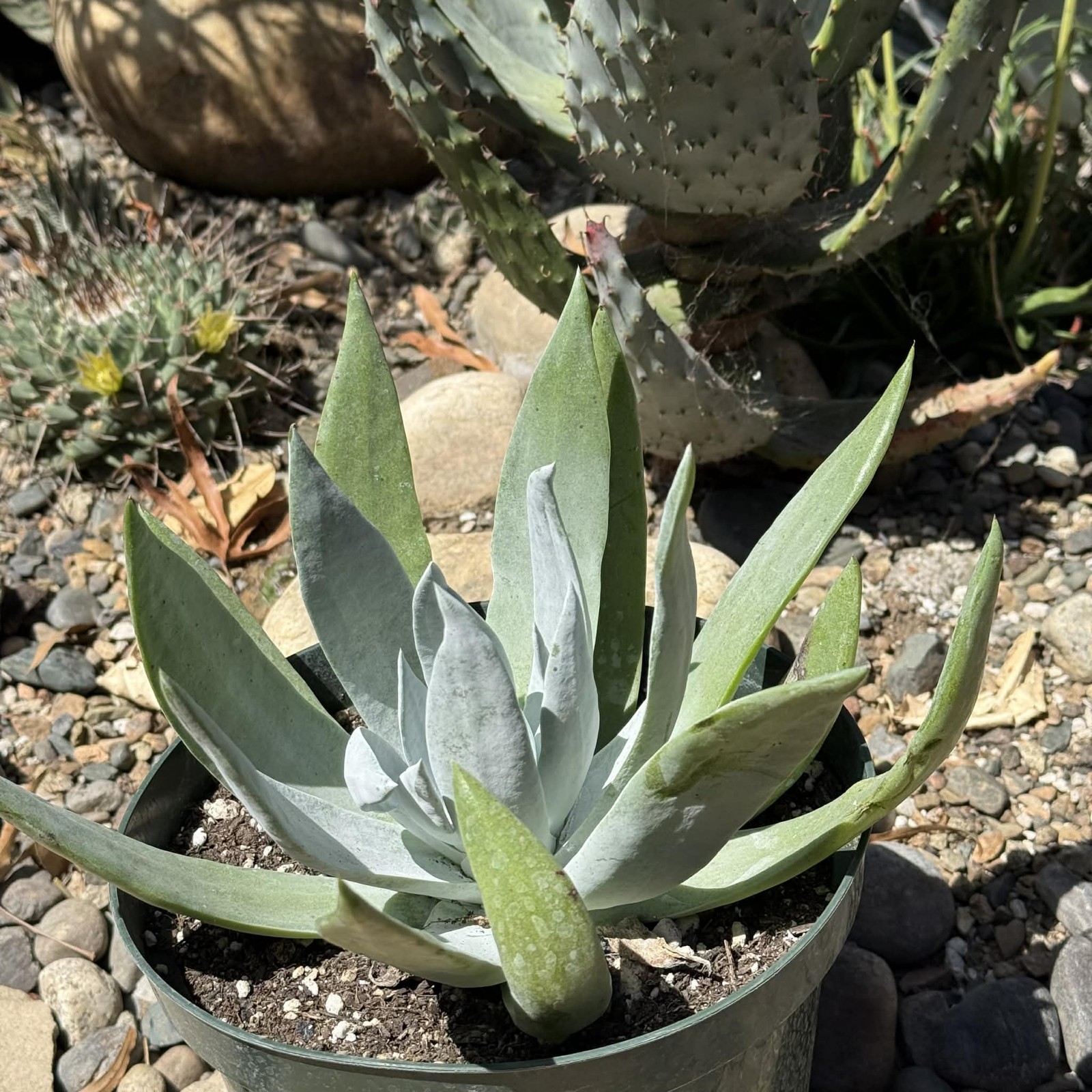 Dudleya brittonii ‘Giant Chalk’