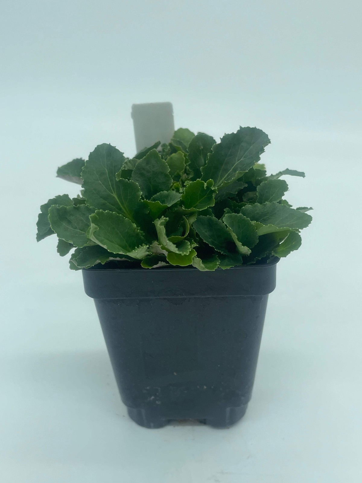 Indian Lobelia Live Plant 3″ Starter Pot – Lobelia Inflata