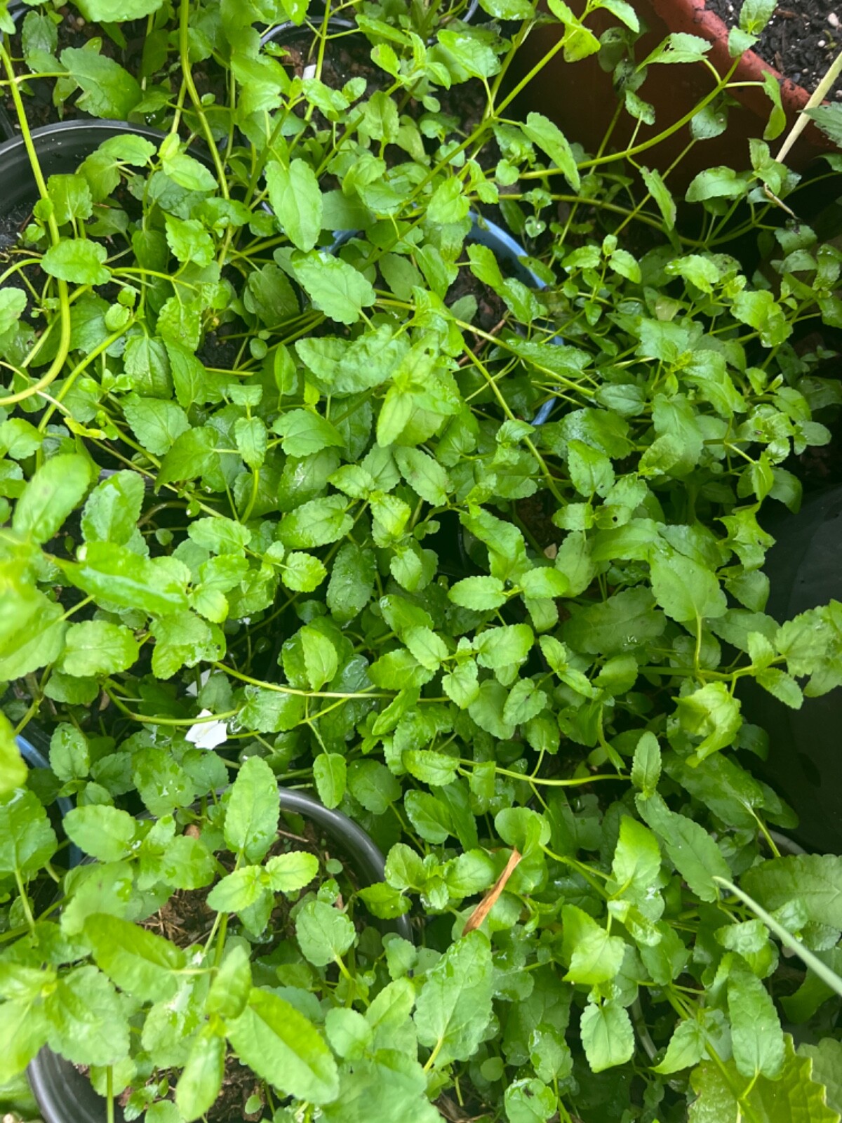 Rau Ram/ Dragon Bean- Okra/ Vietnamese basil/Sung thao-Japanese/Chine artichoke