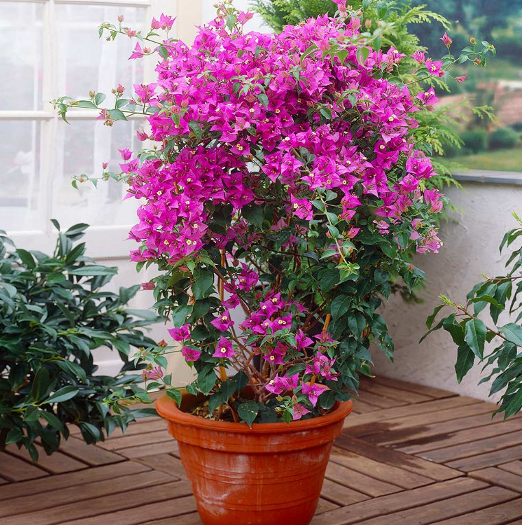 Set 2 New River Bougainvillea Starter Plants – 4-10″ Tall – Hardy Bougainvillea