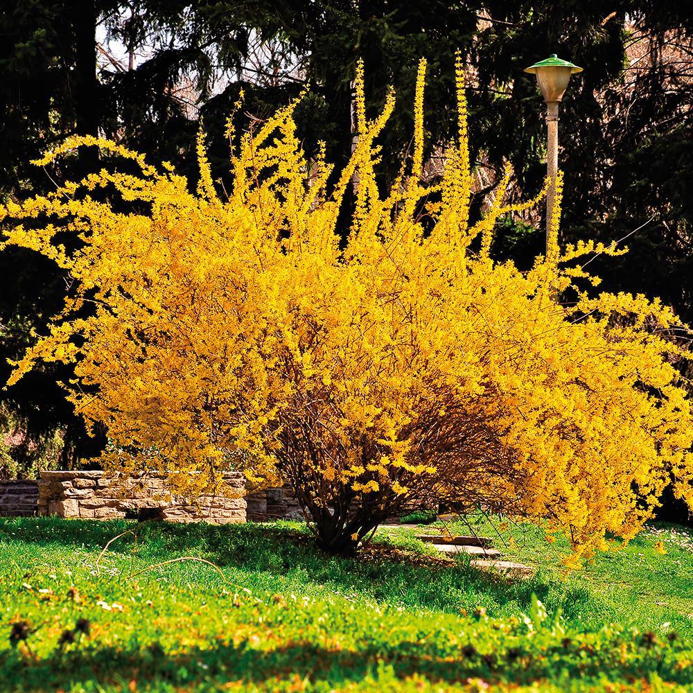 Forsythia Lynwood Gold-“Golden Bells” (Forsythia xintermedia ‘lynwood’) 4″ pot
