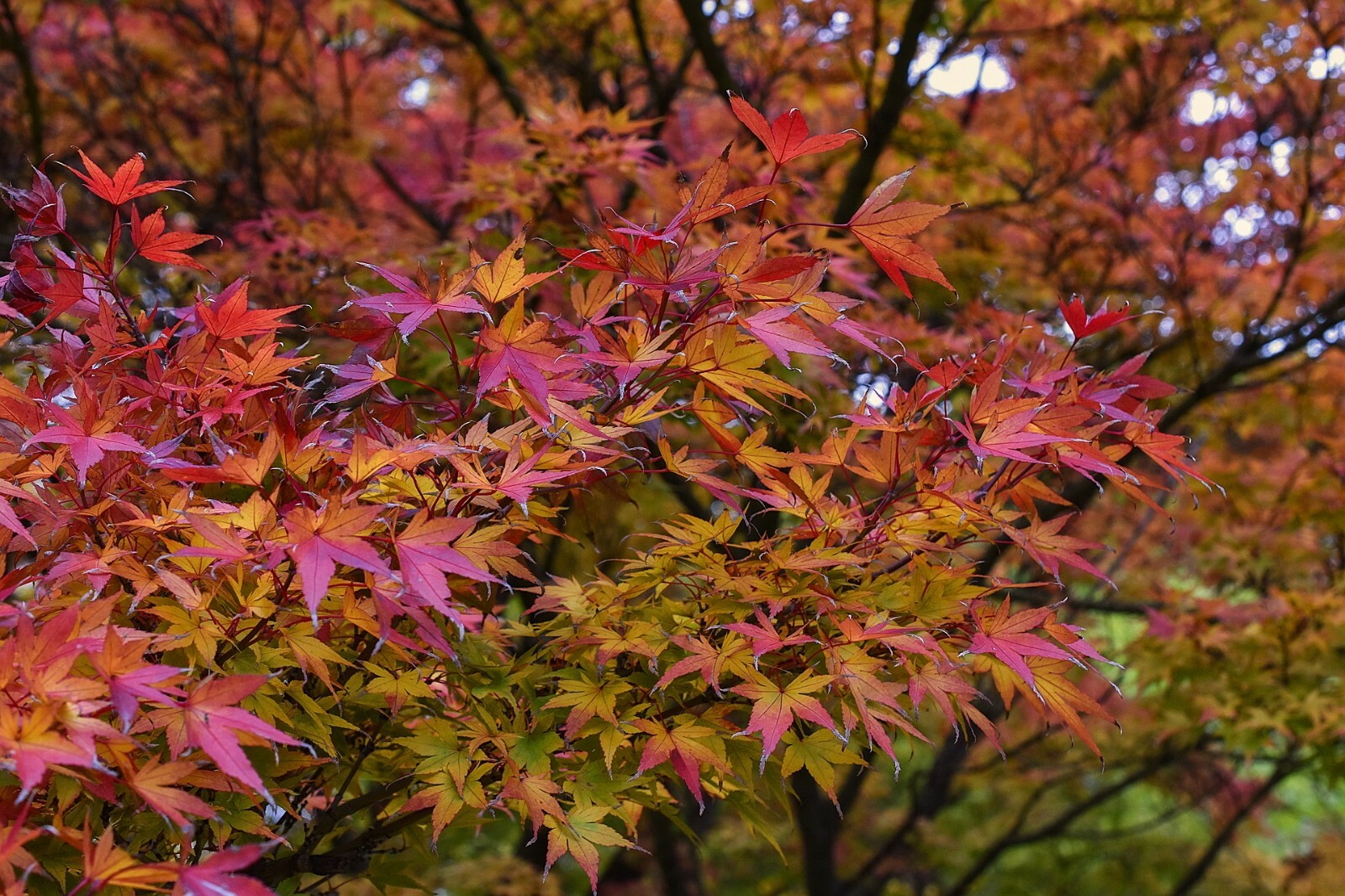 15 Freshly Prepared 8-12 Inches Tall Japanese Maple Cuttings – Ready To Plant