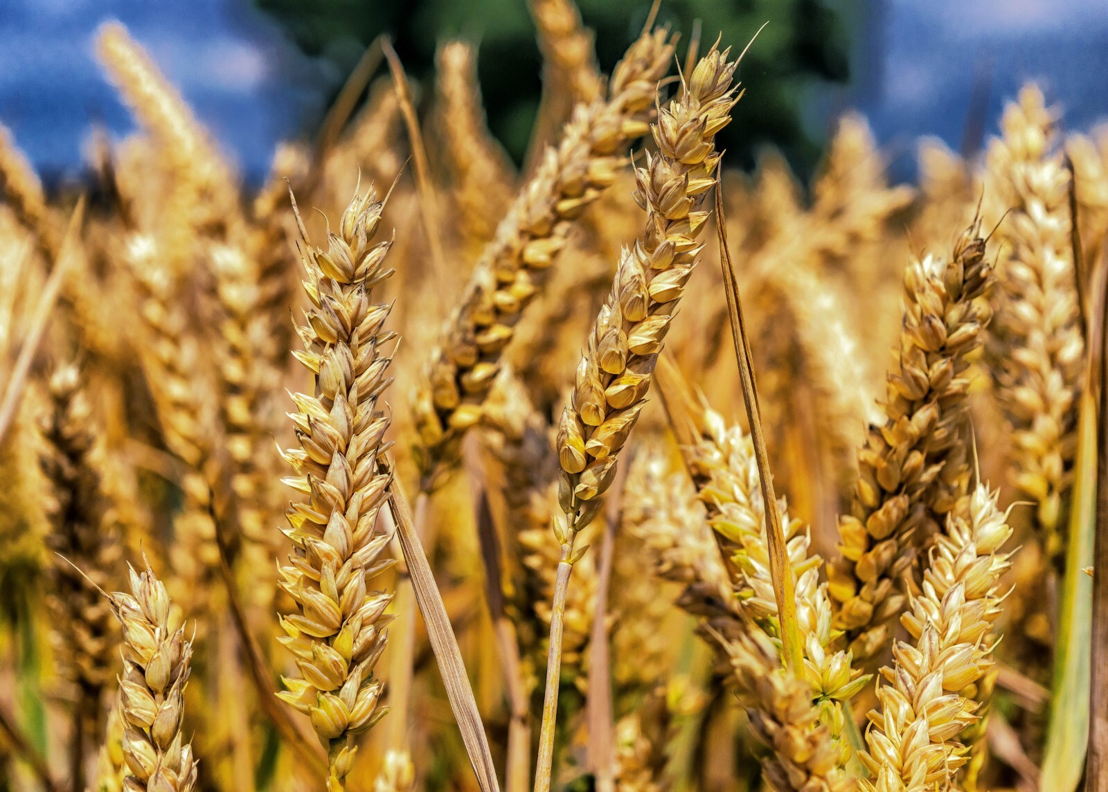 500 seeds -Garden Starter Pack – Yamhill Soft White Winter Wheat Grain -Heirloom