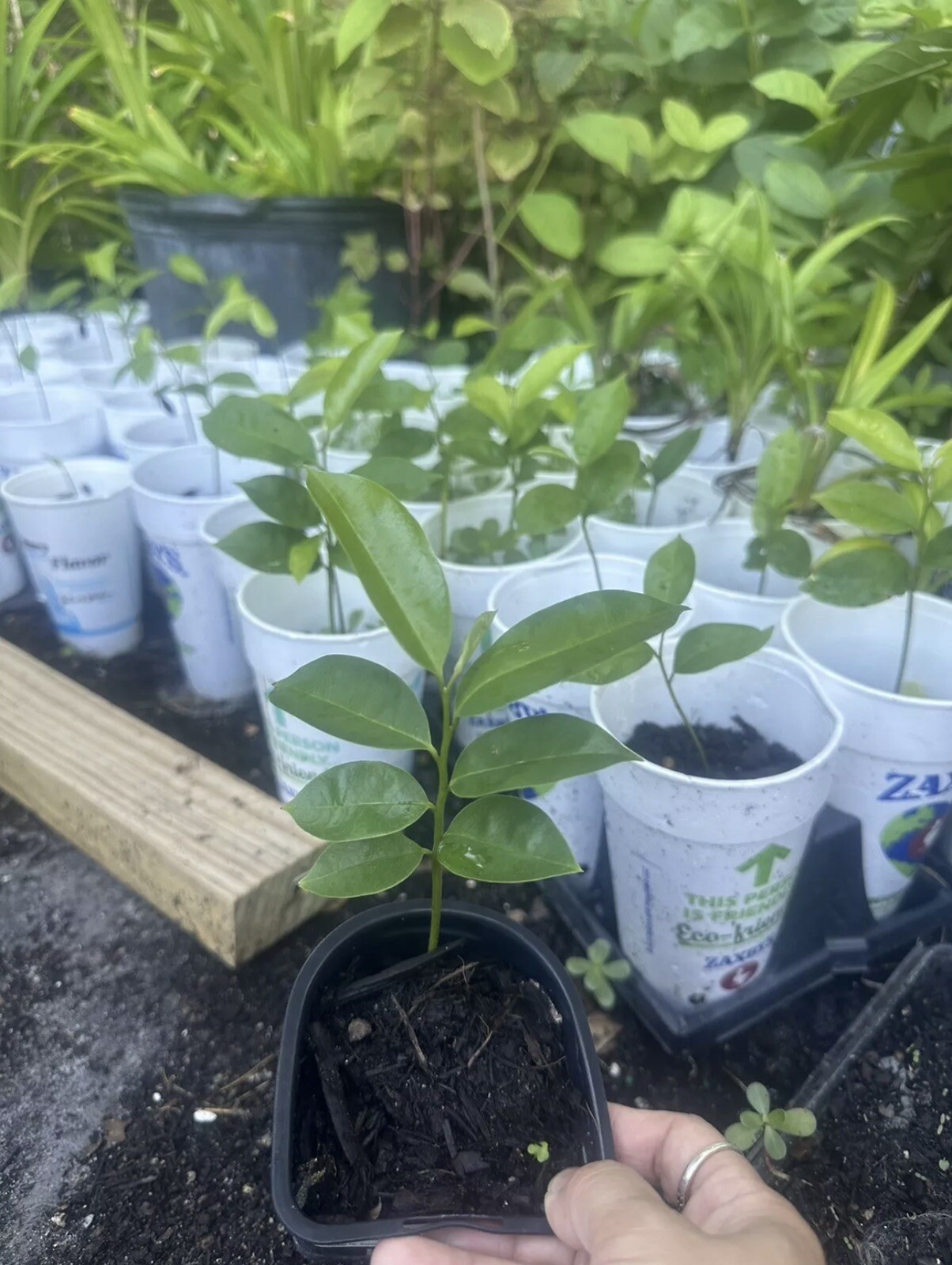 Annona Muricata Graviola Soursop Guanabana Potted StarterPLANTTropical “7-9”