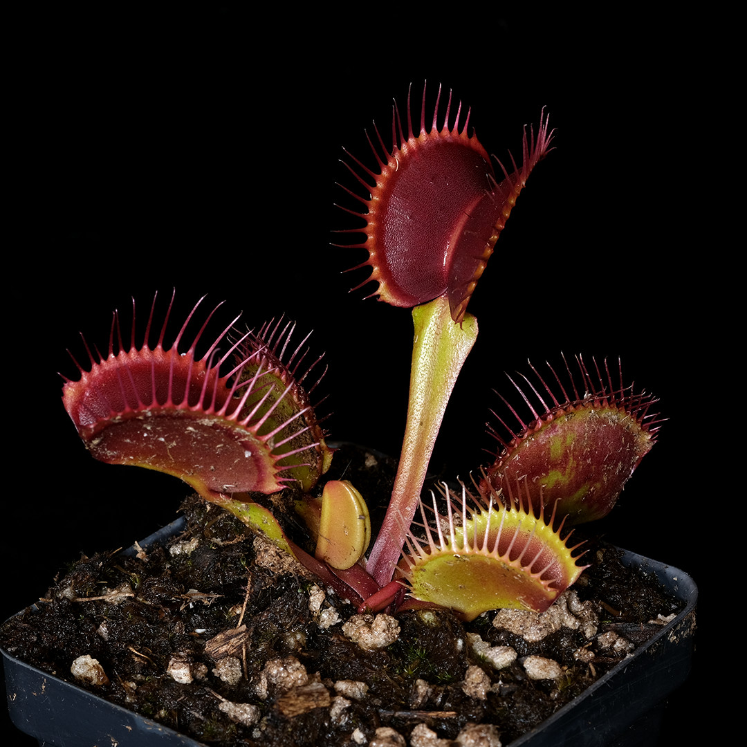 D. muscipula ‘Jabberwocky’ – 2.5″ tall pot – Carnivorous plant – venus flytrap